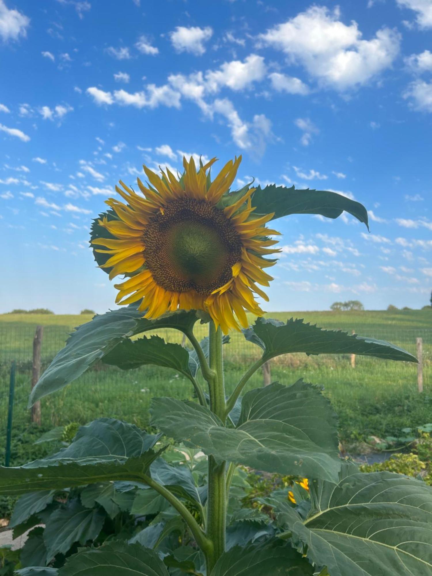 Affittacamere L'Enquenoiulle Basse Verdun-en-Lauragais Esterno foto